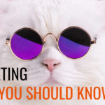 Meme Marketing: What You Should Know